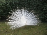 Wei�er Pfau auf Leads Castle