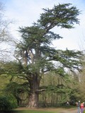 Baum auf Leads Castle
